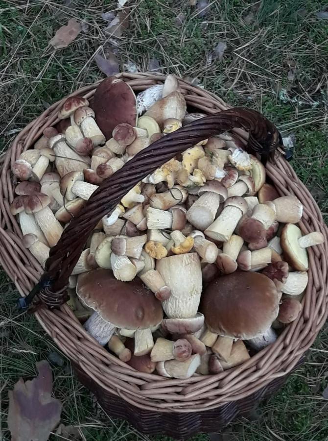Agroturystyka Gawrys Pokoje Sasino Luaran gambar